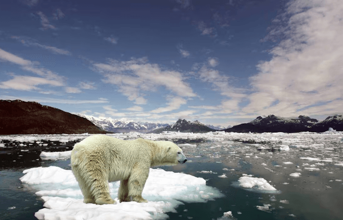 Pôle Nord : la banquise à son plus bas niveau pour une fin d'hiver