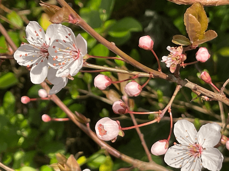 Printemps : la végétation est-elle en avance cette année ?